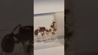 Queen Belle (Aphaenogaster longiceps) tending to her pile of brood. #antkeeping