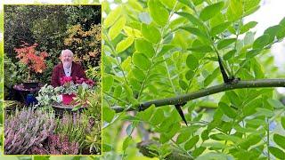 FÉVIER D’AMÉRIQUE (GLEDITSIA), ARBRE DÉFENSIF COUVERT D’OR EN AUTOMNE. Le Quotidien du Jardin N°426