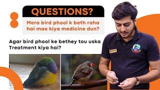 Bird phool raha hai kiya medicine dein? How to treat ill birds ?