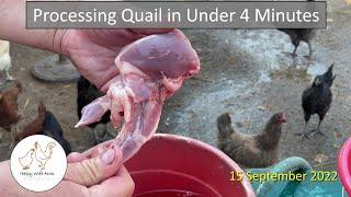 Processing Quail in Under 4 Minutes