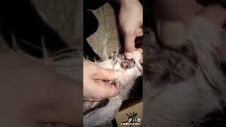 사향,사향효능,사향사용방법,희귀약초,백두산약초