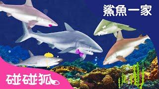 鯊魚一家來了 | 鯊魚寶寶 | #babyshark | 碰碰狐！兒童兒歌 | Baby Shark