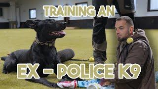 Training “REAL” Dogs 