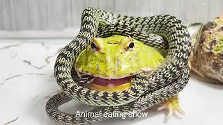 bullfrog vs snake #snakevideo #bullfrog #animallover