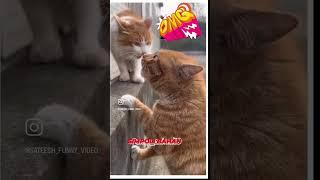 #catblog #catatitude #funny #animalshorts #catlover #cute #subscribe