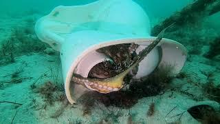 Octopuses Mating in a Toilet