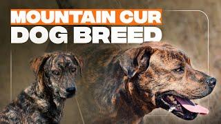 Mountain Cur: All About This Intelligent & Hardworking Dog Breed