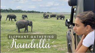 Elephant gathering in Sri Lanka | Minneriya or Kaudulla national park? | Sri Lanka with kids #12