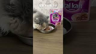 Amazonで購入覚醒する猫エサ(Scottish fold responds to cat food purchased on Amazon) #猫 #子猫 #スコティッシュフォールド