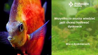 Wszystko co musisz wiedzieć jeśli chcesz hodować dyskowce. Mix filmów