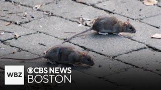 Boston to collaborate with other cities to combat rat problem