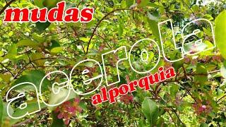 Como fazer mudas de acerola em galhos? (ALPORQUIA-CLONE)//Mudas pronta pra produzir!