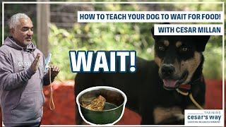 TEACH YOUR DOG TO WAIT FOR FOOD! | DOG TIPS #2