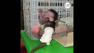 God Help ! Poor 120g baby Monkey Cry and Cry Trying to Get into the Cage