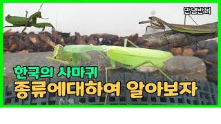 한국의 사마귀 종류에 대하여 알아보자[붉은긴가슴넓적배사마귀]