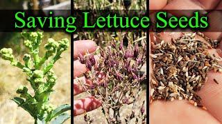 How To Save Lettuce Seeds - Garden Quickie Episode 14