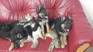 Kittens Can't Sleep Without Their Friend German Shepherd