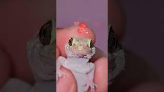  LAGARTIJA me MUERDE  #lagartijas #reptiles #animales #cute #tierna #viral #humor