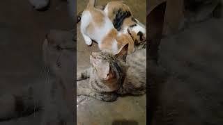 Gutom ang mga yan #animals #cats #pets #catlife