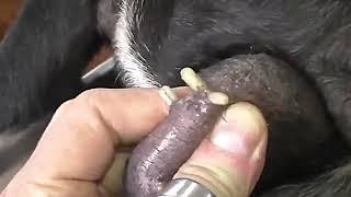 SKIN EATING WORMS   MANGOWORMS   BOTFLY REMOVAL FROM DOG