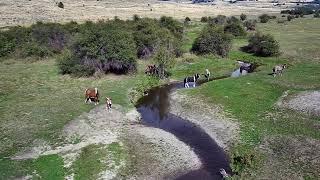 checking wild horses with the Veeniix V11 drone