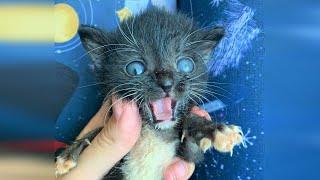 A freezing cold kitten found outside in a puddle after mom cat had been chased off by a dog