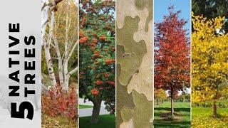 5 Native Trees for Winter Interest | Southern Ontario