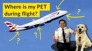 ANIMALS on PLANES? Is your PET SAFE flying in CARGO??? Explained by CAPTAIN JOE