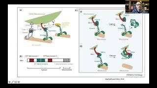 Bioenergetics and Brain Health 2: Mitochondrial Dynamics, Biogenesis, Disposal, and Signaling