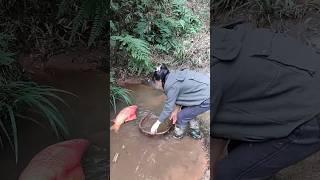 Rural fishing bd, natural fishing bd, abdul sami fishing, fishing by hook, amazing fishing