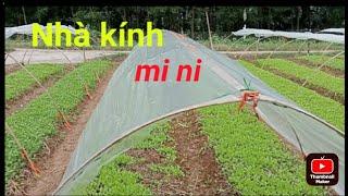 Cách Làm Nhà Kính Mi Ni, Trồng Rau Xanh Trong Mùa Mưa|@anhbayxunau