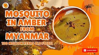 Mosquito in Amber from Myanmar