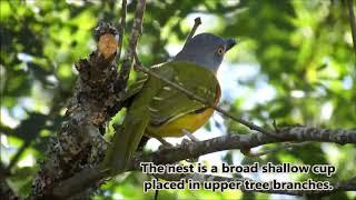 The Grey-headed Bushshrike