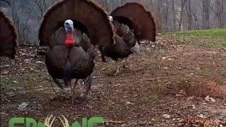 Real Turkey Gobbles, Clucks, Purs For Turkey Calling Practice @GrowingDeer.tv