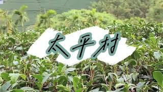 嘉義旅遊│三訪梅山太平雲梯還能怎麼玩？櫻花&炮仗花牆‧竹林隧道祕徑‧茶園雲瀑美景