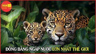 Bí Mật Sinh Tồn ở Vùng Đất Ngập Nước Lớn Nhất Thế Giới PANTANAL