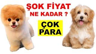 Yavru Köpek Fiyatları Ne Kadar | Petshop Gezimiz | Araba Parasına Köpek VAR