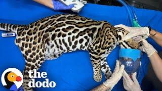 He Was Kept As Someone's Pet For Over A Year | The Dodo