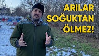 Arılar Soğuktan Ölmez Nemden Ölür!