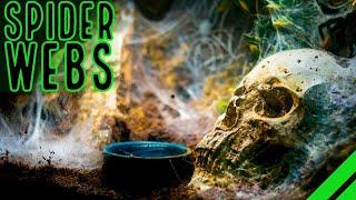 TOP 10 Heaviest Webbing Tarantulas! BIG Spiders, BIGGER Webs!