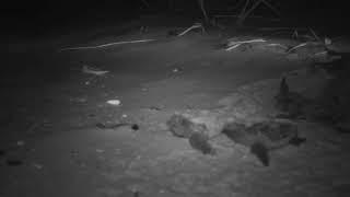 Loggerhead Turtle Hatchlings