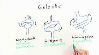 Die Gelenke | Biologie | Humanbiologie