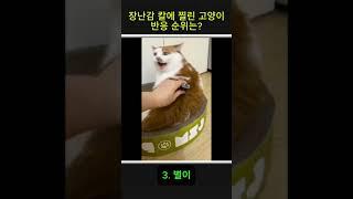 장난감 칼에 찔린 냥냥이 반응 영상 순위는? #고양이 #귀여운 #동물 #재밌는영상 #다시보기 #즐거운