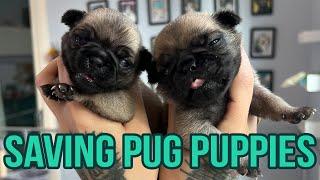 Rescuing Tiny Newborn Pug Puppies