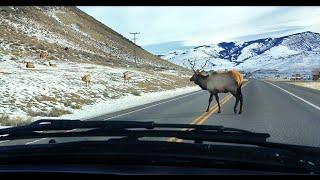 Elk Just Don't Give a Funk (OR: Goddamn Right It's a Beautiful Day!)