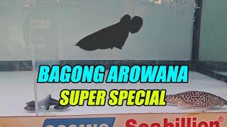 May Bago Akong Arowana - SOBRANG ESPESYAL NG AROWANA NA TO!