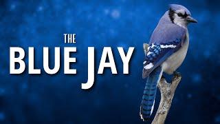 A Bird I've Known the Longest - The Blue Jay