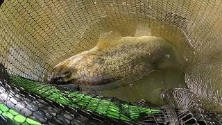 Big Bass 9lbs 3oz) on Topwater