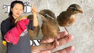 Lên sóng 20 mã Hoạ mi cAo bằNg tuyển vjp giÁ từ 900k #birds #hoami #hoamiboi #kenhchimcanh