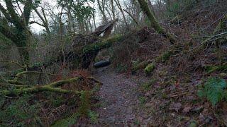 Snowdrops, Lustleigh and Fallen Trees - HDR 4K mp4